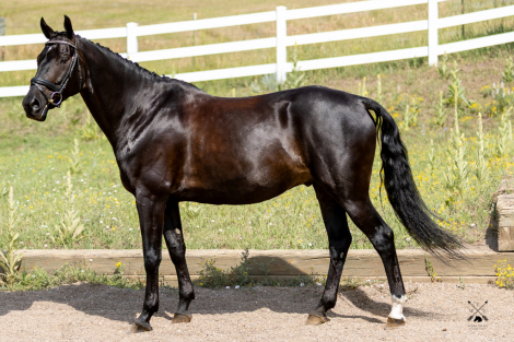 HorseID: 2300618 Traum Junge - PhotoID: 1082207