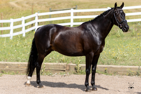 HorseID: 2300618 Traum Junge - PhotoID: 1082208