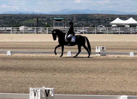 HorseID: 2300618 Traum Junge - PhotoID: 1082209