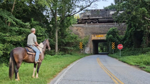 HorseID: 2300670 www.horsesandponies.us - PhotoID: 1082297