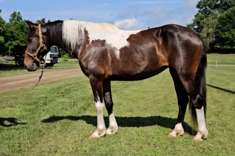 HorseID: 2300670 www.horsesandponies.us - PhotoID: 1082298