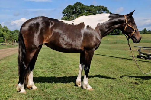 HorseID: 2300670 www.horsesandponies.us - PhotoID: 1082301