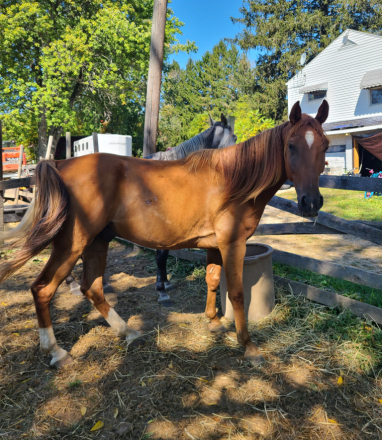 HorseID: 2300676 I'M LITTLE JOHN - PhotoID: 1103352