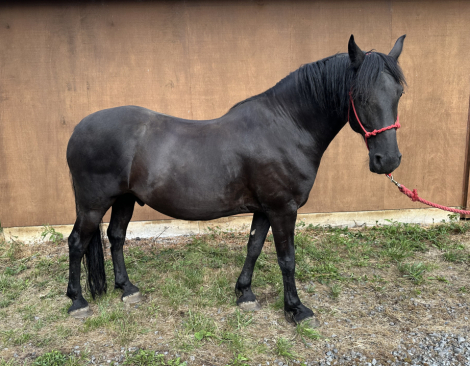 HorseID: 2300683 Midnight Donzel - PhotoID: 1082313