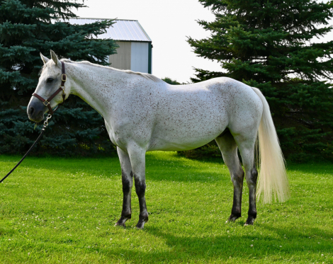 HorseID: 2300707 Parkmore Under The Influence - PhotoID: 1082335