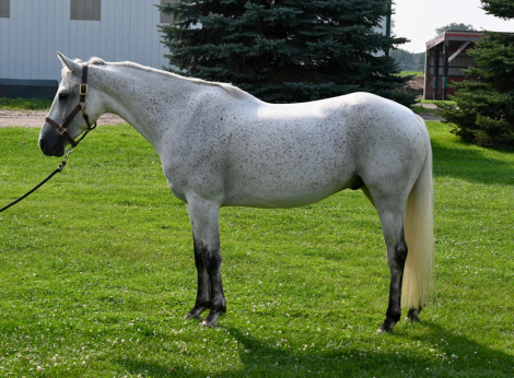 HorseID: 2300707 Parkmore Under The Influence - PhotoID: 1082336