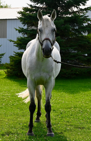 HorseID: 2300707 Parkmore Under The Influence - PhotoID: 1082337