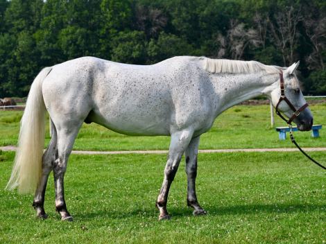 HorseID: 2300707 Parkmore Under The Influence - PhotoID: 1082338