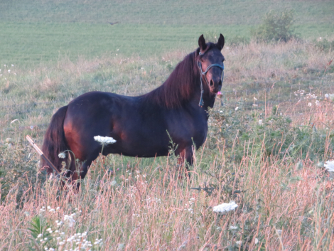 HorseID: 2300715 Conwood Eclipse - PhotoID: 1082345