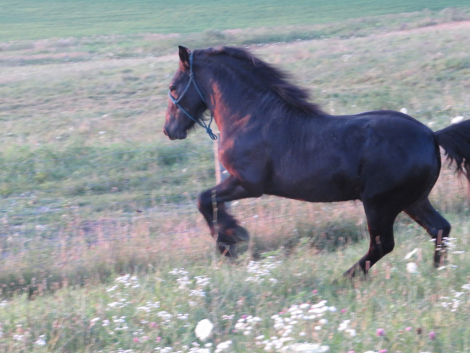 HorseID: 2300715 Conwood Eclipse - PhotoID: 1082346