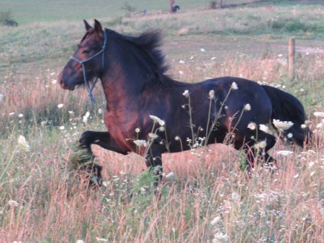 HorseID: 2300715 Conwood Eclipse - PhotoID: 1082347