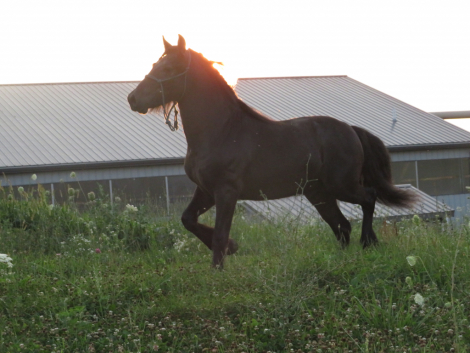 HorseID: 2300715 Conwood Eclipse - PhotoID: 1082348