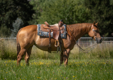 HorseID: 2300720 Reba - PhotoID: 1082501