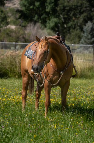 HorseID: 2300720 Reba - PhotoID: 1082502