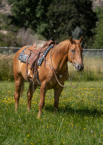 HorseID: 2300720 Reba - PhotoID: 1082503