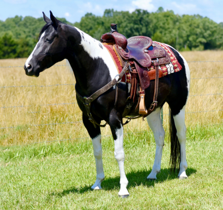 HorseID: 2300732 Armstrong's JoJo Koda - PhotoID: 1082401