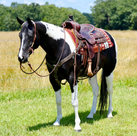 HorseID: 2300732 Armstrong's JoJo Koda - PhotoID: 1082402