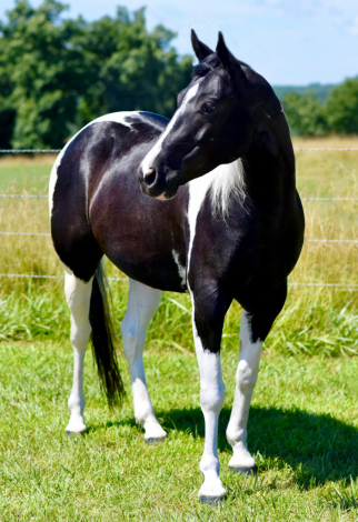 HorseID: 2300732 Armstrong's JoJo Koda - PhotoID: 1082403