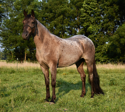 HorseID: 2300737 Dandy's Fancy Girl SS - PhotoID: 1082390