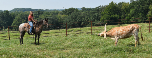 HorseID: 2300737 Dandy's Fancy Girl SS - PhotoID: 1082392