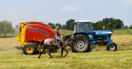 HorseID: 2300737 Dandy's Fancy Girl SS - PhotoID: 1082393