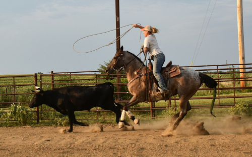 HorseID: 2300737 Dandy's Fancy Girl SS - PhotoID: 1082394