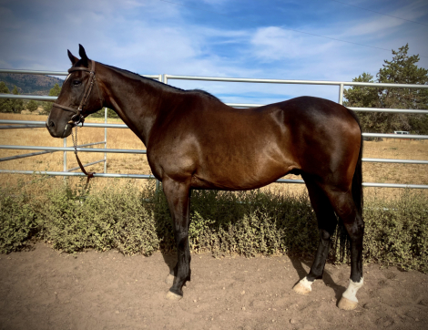 HorseID: 2300780 D W Heart of Gold - PhotoID: 1082471