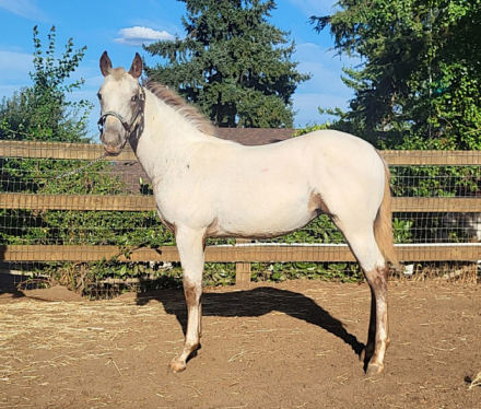 HorseID: 2300781 Nite's Chenoa - PhotoID: 1082451