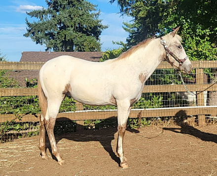 HorseID: 2300781 Nite's Chenoa - PhotoID: 1082452