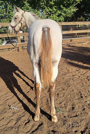 HorseID: 2300781 Nite's Chenoa - PhotoID: 1082453