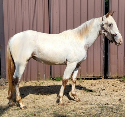 HorseID: 2300781 Nite's Chenoa - PhotoID: 1103574