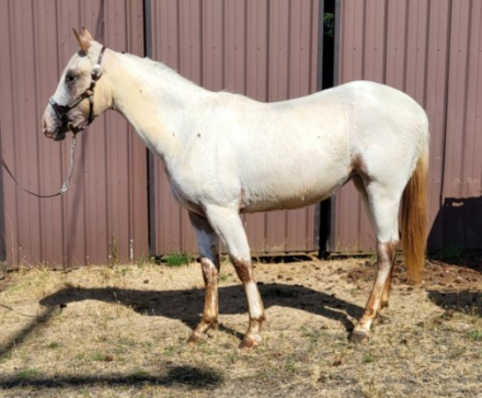 HorseID: 2300781 Nite's Chenoa - PhotoID: 1103575