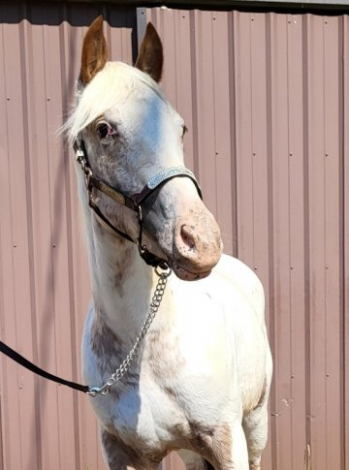 HorseID: 2300781 Nite's Chenoa - PhotoID: 1103576