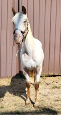 HorseID: 2300781 Nite's Chenoa - PhotoID: 1103577