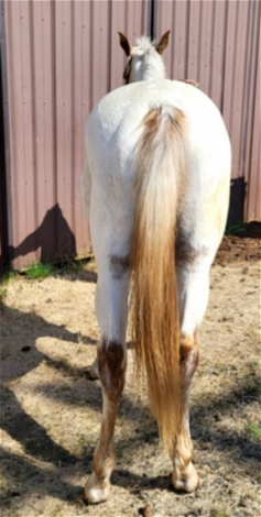 HorseID: 2300781 Nite's Chenoa - PhotoID: 1103578