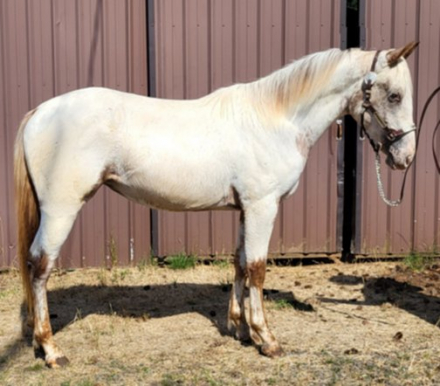 HorseID: 2300781 Nite's Chenoa - PhotoID: 1103579