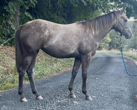 HorseID: 2300805 GCR Smokin Lady - PhotoID: 1082539