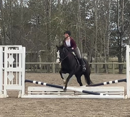 HorseID: 2300808 Sonora - PhotoID: 1082476