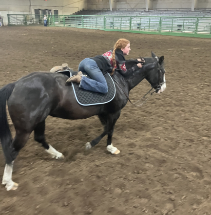 HorseID: 2300808 Sonora - PhotoID: 1082477