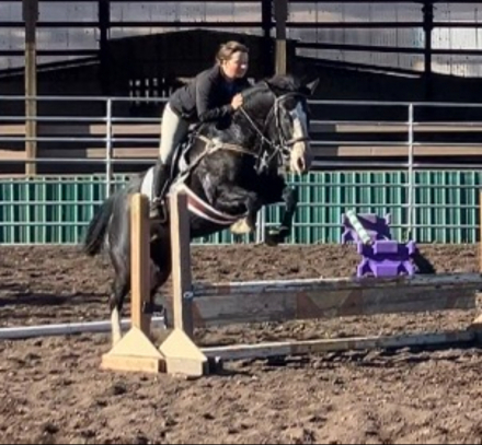 HorseID: 2300808 Sonora - PhotoID: 1082478