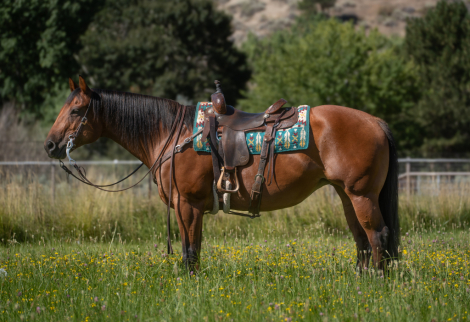 HorseID: 2300842 Raiders Sweet Belle - PhotoID: 1082504