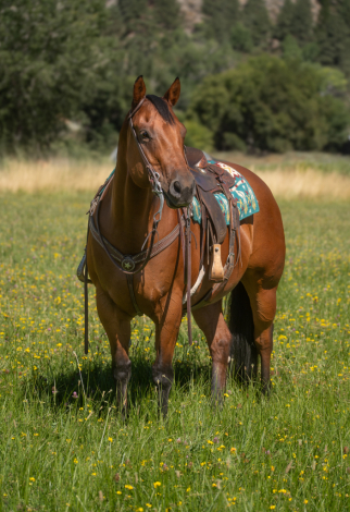 HorseID: 2300842 Raiders Sweet Belle - PhotoID: 1082505