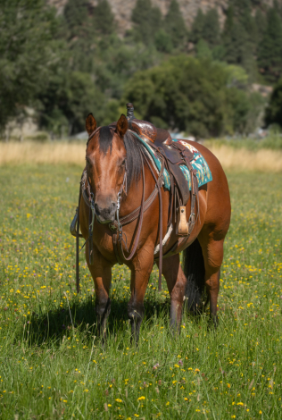 HorseID: 2300842 Raiders Sweet Belle - PhotoID: 1082506