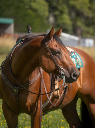 HorseID: 2300842 Raiders Sweet Belle - PhotoID: 1082507