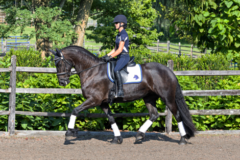 HorseID: 2300845 Tanzanite ISF - PhotoID: 1082514