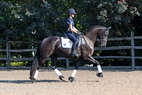 HorseID: 2300845 Tanzanite ISF - PhotoID: 1082515