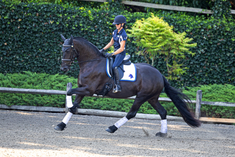 HorseID: 2300845 Tanzanite ISF - PhotoID: 1082516