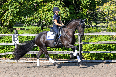 HorseID: 2300845 Tanzanite ISF - PhotoID: 1082517