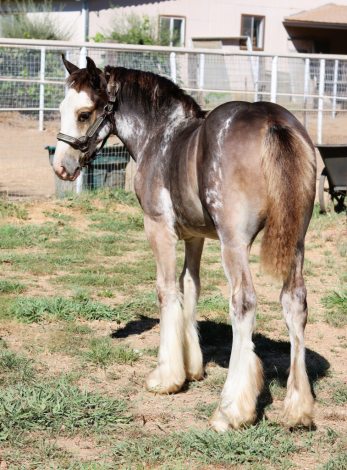 HorseID: 2300855 DMS ROYAL SPLASH - PhotoID: 1082525