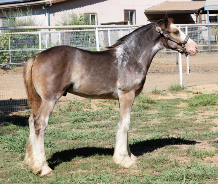 HorseID: 2300855 DMS ROYAL SPLASH - PhotoID: 1082526